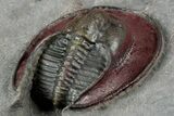 New Type Of Harpes Trilobite - Ouzina, Morocco #355769-4
